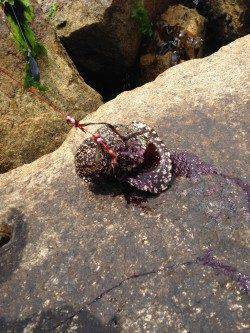 林崎漁港で投げ釣り　朝からカレイ狙いでしたが…