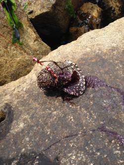 林崎漁港で投げ釣り　朝からカレイ狙いでした…