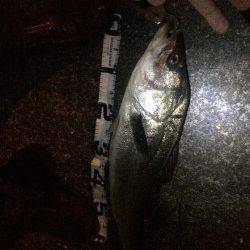 ベイトが大量に！狙い通りにシーバスがHIT！！