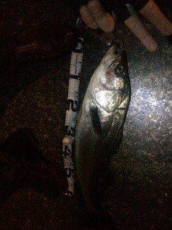 ベイトが大量に！狙い通りにシーバスがHIT！！