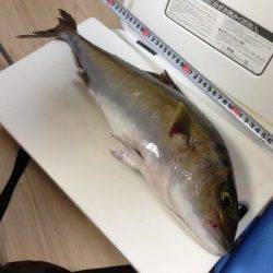 とっとパーク小島、良型アジGETからのノマセでカンパチ！！