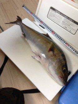 とっとパーク小島、良型アジGETからのノマセでカンパチ！！