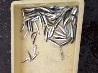 1時間でたくさんイワシ！ マリーナシティ海…