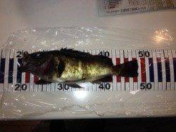 田結漁港にてメバリング、風も弱く波も無くプラグで楽しめました♪