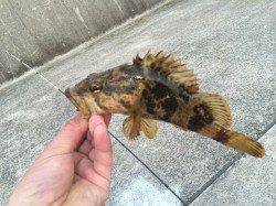 石畳の隙間を狙ってタケノコメバル連続ヒット〜南芦屋浜西側石畳