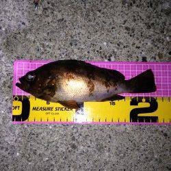 Fシステムでアタリなくボトムでヒット〜大蔵海岸メバリング