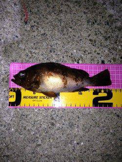 Fシステムでアタリなくボトムでヒット〜大蔵海岸メバリング