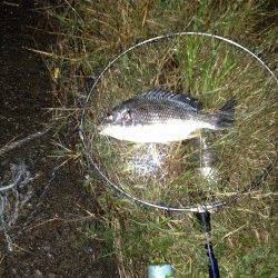 大阪南港チニング、ダウンショット+甘エビでキビレ