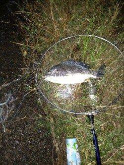 大阪南港チニング、ダウンショット+甘エビでキビレ