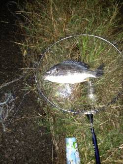 大阪南港チニング、ダウンショット+甘エビで…