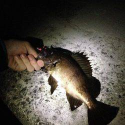 田尻漁港でメバリング、ジグヘッド単体での釣果
