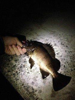 田尻漁港でメバリング、ジグヘッド単体での釣果