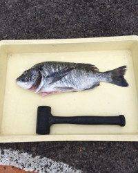 やったー！ ぶっこみでチヌ47cm　マリーナシティ海釣り公園
