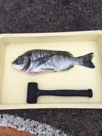 やったー！ ぶっこみでチヌ47cm　マリー…