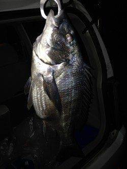 天橋立チニング〜ラインが細くやり取りに苦労しました