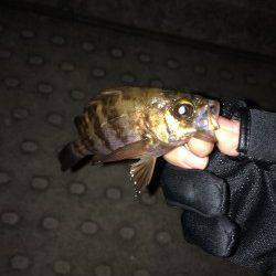 神戸空港ライトゲームでメバル・ソイ・ガシラ