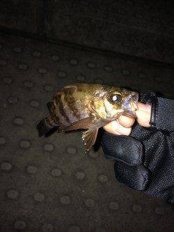 神戸空港ライトゲームでメバル・ソイ・ガシラ