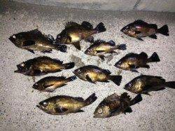 谷川漁港メバリングで22㎝～26㎝まで12匹、デカメバル多いです！