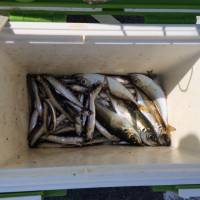 サビキでアジ・イワシ☆マリーナシティ海釣り…