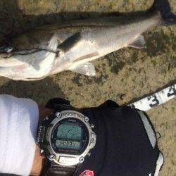 石津川河川マイクロベイトが大量に！デーゲームでシーバス62&71cm