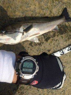 石津川河川マイクロベイトが大量に！デーゲームでシーバス62&71cm