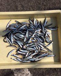 サビキでアジ・イワシ☆マリーナシティ海釣り公園
