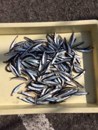 サビキでアジ・イワシ☆マリーナシティ海釣り公園