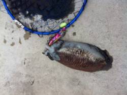 雑賀崎　エギングでコウイカの釣果　タコの姿…