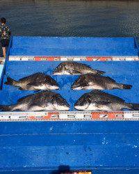 やりました！チヌ5枚の釣果　マリーナシティ海釣り公園
