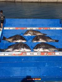 やりました！チヌ5枚の釣果　マリーナシティ…