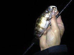 淡路島東側の漁港をメバリングでランガン