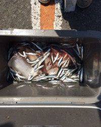釣り公園イワシ大漁！ サビキでびっくりアイゴ41cmの釣果も♪
