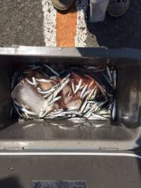 釣り公園イワシ大漁！ サビキでびっくりアイゴ41cmの釣果も♪