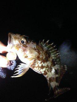 尾崎漁港外向きテトラでメバル&ガシラ狙い