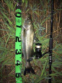 冬眠から目覚め久々にシーバス狙い〜最近釣れ出している円山川へ