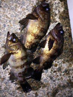 りんくう周辺でのメバリング釣果