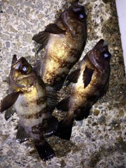 りんくう周辺でのメバリング釣果