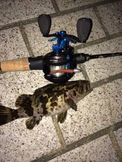 タケノコメバルが一投一匹の入れ食いでした！…