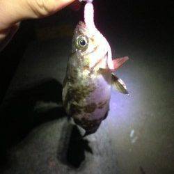 淡路・洲本〜福良周辺アジ調査、ワームに無反応でメバルのみ