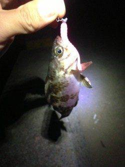 淡路・洲本〜福良周辺アジ調査、ワームに無反応でメバルのみ