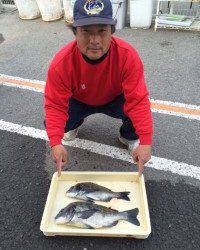 マリーナシティ海釣り公園 ぶっこみのチヌ良型出てます！