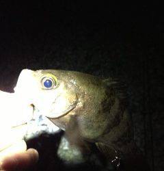 りんくう周辺でのメバリング釣果