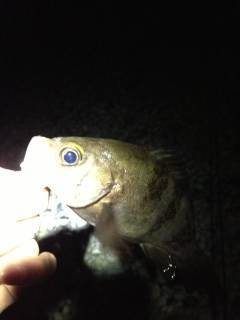 りんくう周辺でのメバリング釣果