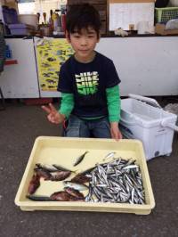 イワシ・アジ・サバ・ガシラ・アコウでおみや…