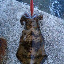 上野漁港〜初島漁港エギングでランガン、アオリイカとコウイカ