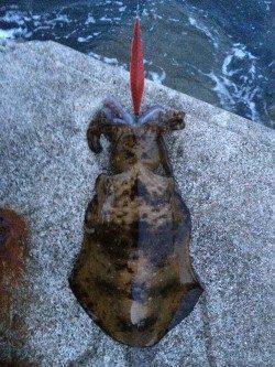 上野漁港〜初島漁港エギングでランガン、アオリイカとコウイカ