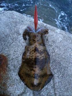 上野漁港〜初島漁港エギングでランガン、アオ…