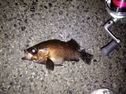 洲本のメバリングでメバルとアジの釣果