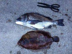 香住のフカセ釣りでチヌ51cm&カレイ42cm！