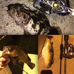 スーパーフィネススタイルのメバリングでタケノコメバル連発